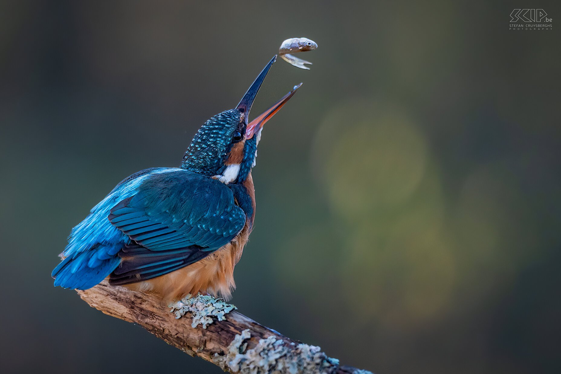 Kingfisher Kingfisher / Alcedo atthis Stefan Cruysberghs
